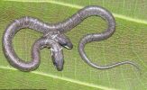 Clip: Siêu hiếm trong tự nhiên: Con rắn có hai đầu hoạt động độc lập với nhau