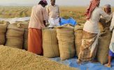 Sản lượng gạo toàn cầu dự báo đạt mức cao kỷ lục