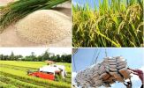 Tin tức kinh tế ngày 17/5: Sản lượng gạo toàn cầu dự báo đạt mức cao kỷ lục
