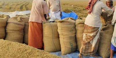 Sản lượng gạo toàn cầu dự báo đạt mức cao kỷ lục