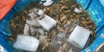Tôm hùm chết hàng loạt ở Phú Yên do môi trường không đảm bảo