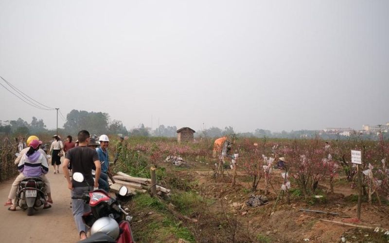Vĩnh Phúc: Mãn nhãn những cánh hoa đào 'hiếm' khoe sắc ở làng Tiền Châu
