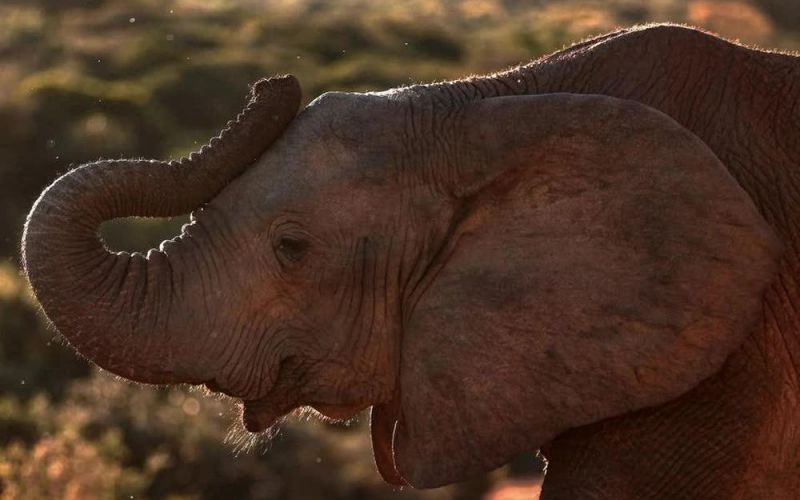Botswana dọa gửi 20.000 con voi đến Đức