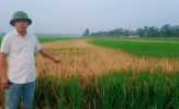 Cần điều tra vụ ruộng lúa chết cháy nghi bị phá hoại tại huyện Thanh Chương