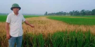 Cần điều tra vụ ruộng lúa chết cháy nghi bị phá hoại tại huyện Thanh Chương