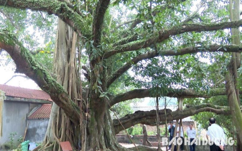 Cây đa có tán tỏa rộng khoảng 550 m2 ở Chí Linh được công nhận cây di sản Việt Nam