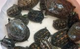 Đà Nẵng tiếp nhận nhiều cá thể rùa để trả về môi trường rừng tự nhiên