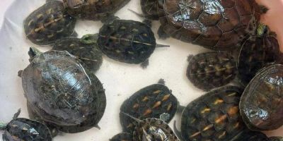 Đà Nẵng tiếp nhận nhiều cá thể rùa để trả về môi trường rừng tự nhiên