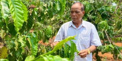 Giá Cà phê tăng cao: Cơ hội cho nông dân tăng giá trị vườn cây
