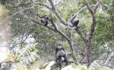 Khu bảo tồn thiên nhiên Hòn Bà: Đặt 5 bẫy ảnh để thu thập dữ liệu về động vật hoang dã