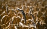 Những yếu tố đang gây tổn hại ngành sản xuất gạo của Mỹ