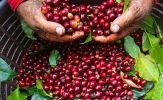 Tin tức kinh tế ngày 2/4: Giá cà phê trong nước tăng 'phi mã'