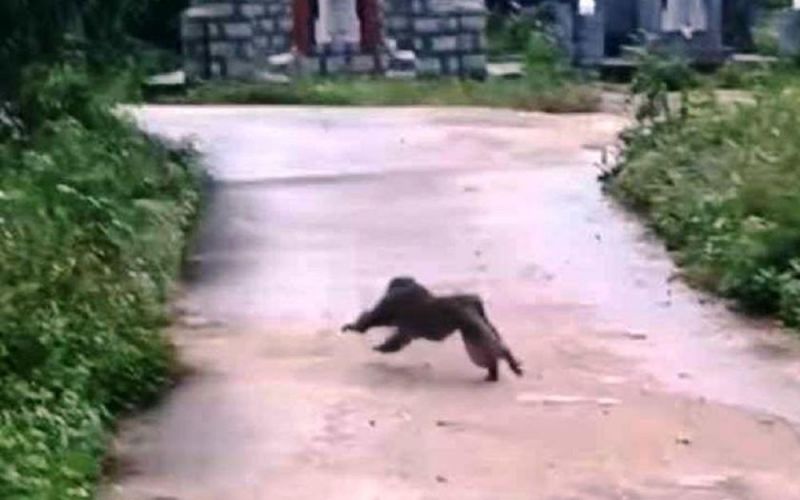 Vụ khỉ cắn người ở Quảng Nam, sẽ bẫy khỉ và bắn gây mê